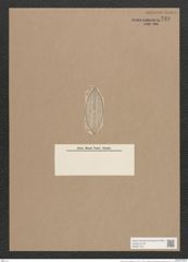 Navicula lyra var. signata A.S. (de-Toni-Nr.: Genus 1, Species 327) Zeichnungen Sammlung Grunow Nr. 749 (NHMW-BOT-W0367143)